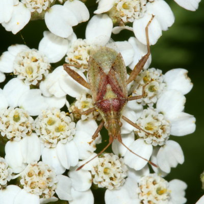 Harmostes reflexulus