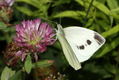 Cabbage White ♀