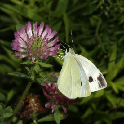 Cabbage White ♀