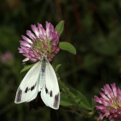 Cabbage White ♀