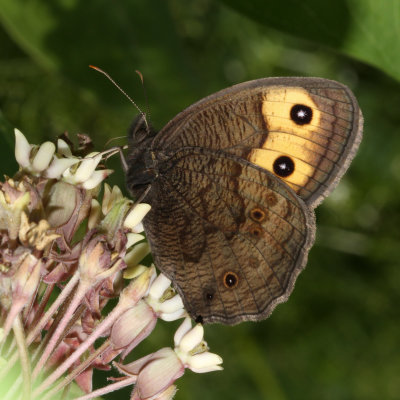 Common Wood-Nymph