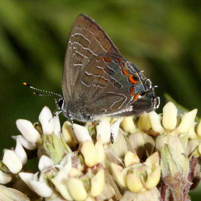 Striped Hairstreak