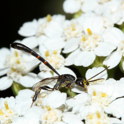 Gasteruptiidae : Carrot Wasps