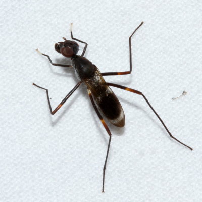 Taeniaptera trivittata