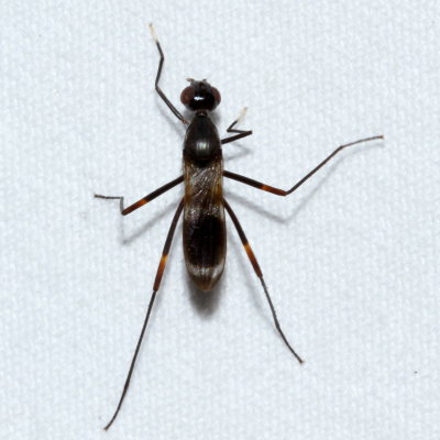Taeniaptera trivittata