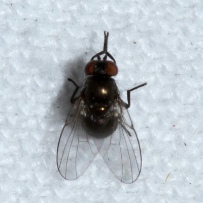 Subfamily Agromyzinae