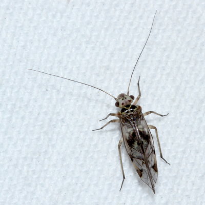 Metylophorus novaescotiae ♀