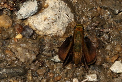 Dun Skipper ♂