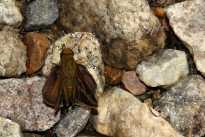 Dun Skipper ♂