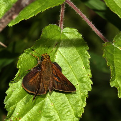 Dun Skipper ♂