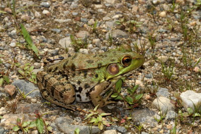 Green Frog