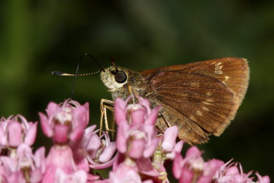 Little Glassywing