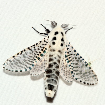 2627-2700 : Choreutidae-Cossidae