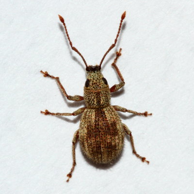 Calomycterus setarius * Imported Long-horned Weevil