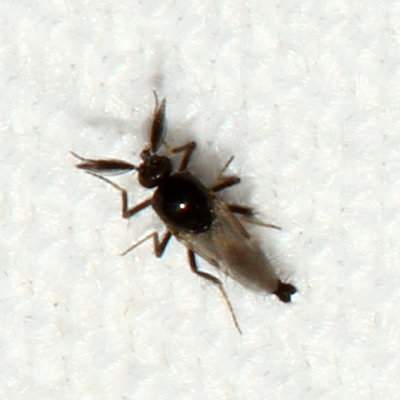 Forcipomyia brevipennis ♂