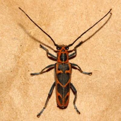 Saperda tridentata