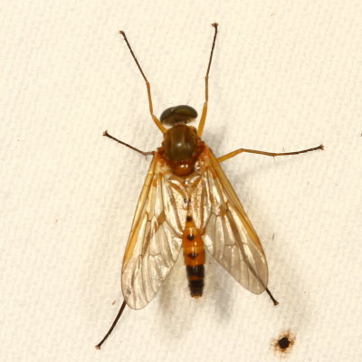 Rhagio tringarius * Marsh Snipe Fly