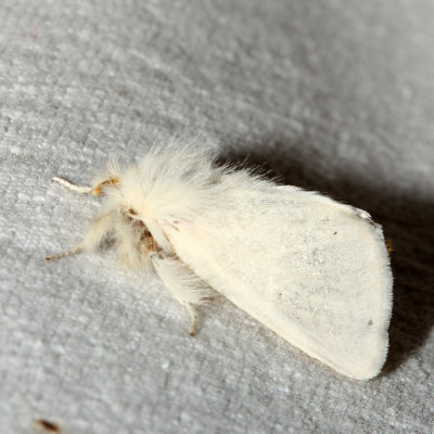 Hodges#8320 * Browntail Moth * Euproctis chrysorrhoea