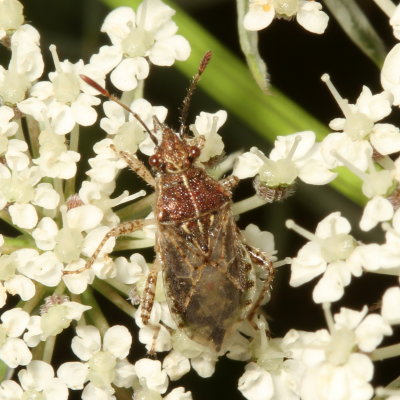 Arhyssus nigristernum