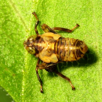 Jikradia olitoria nymph