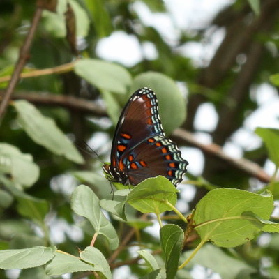 Red-Spotted Purple