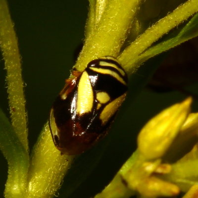 Clastoptera proteus * Dogwood Spittlebug