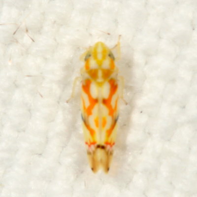 Genus Erythroneura