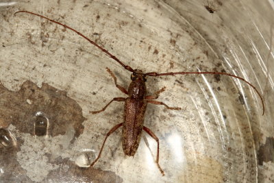 Elaphidion mucronatum