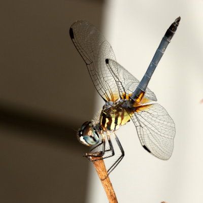 Blue Dasher ♂