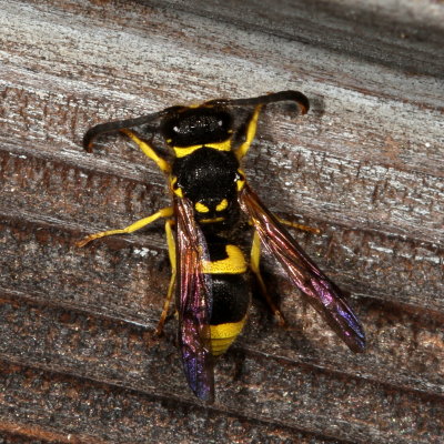 Ancistrocerus gazella