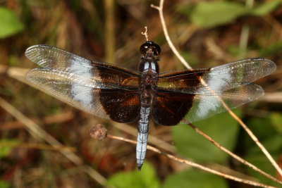 Widow Skimmer ♂