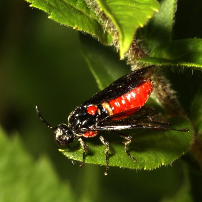 Arge humeralis - Poison Ivy Sawfly