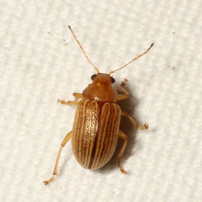 Colaspis brunnea