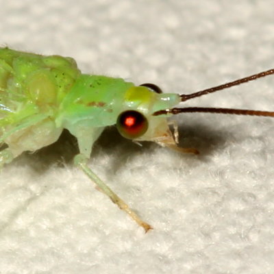 Family Chrysopidae : Green Lacewings