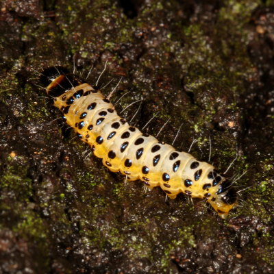 Hodges#6079 * Dysodia granulata