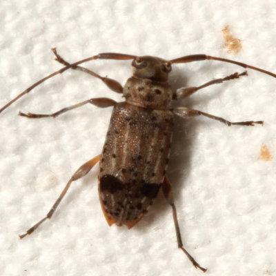 Hyperplatys maculata