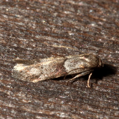 Hodges#1162 * Acorn Moth * Blastobasis glandulella