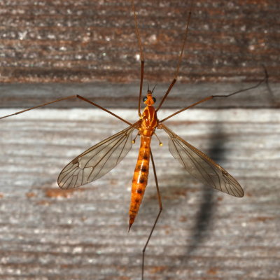 Nephrotoma ferruginea ♀