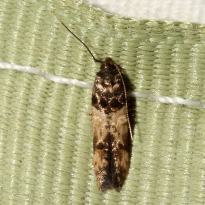 Hodges#1615 * Sweetclover Root Borer  * Walshia miscecolorella