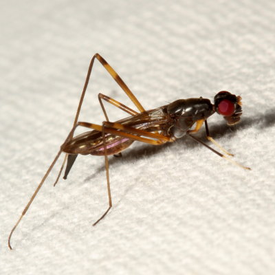 Rainieria antennaepes
