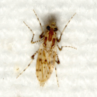 Chaoboridae : Phantom Midges