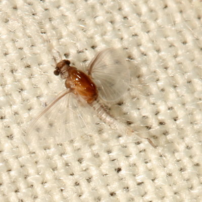 Caenidae : Small Squaregilled Mayflies