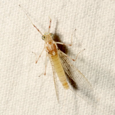 Maccaffertium mediopunctatum mediopunctatum ♀