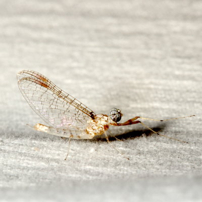 Maccaffertium modestum ♂