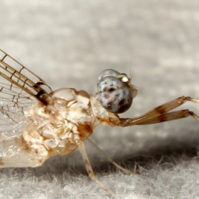 Maccaffertium modestum ♂