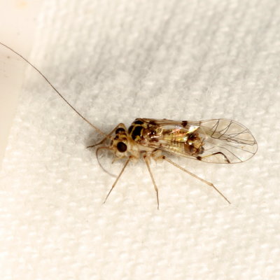 Metylophorus purus ♂