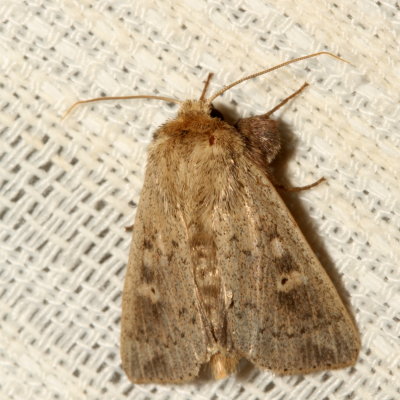 Hodges#10461 * Ursula Wainscot * Leucania ursula