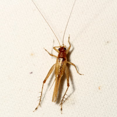 Anaxipha exigua ♀