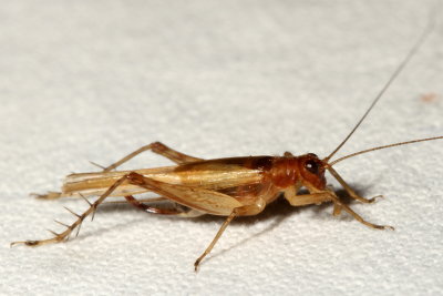 Anaxipha exigua ♀