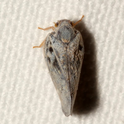 Metcalfa pruinosa